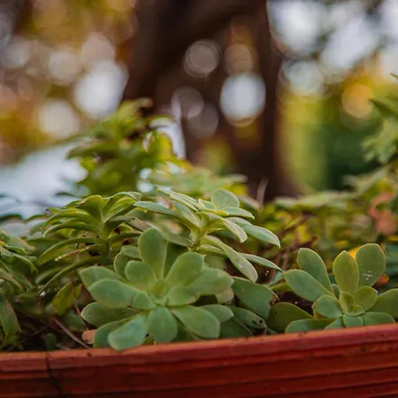 別荘 Sea Point チェッレ・リーグレ